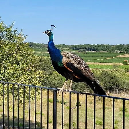 Domaine De L'envolee